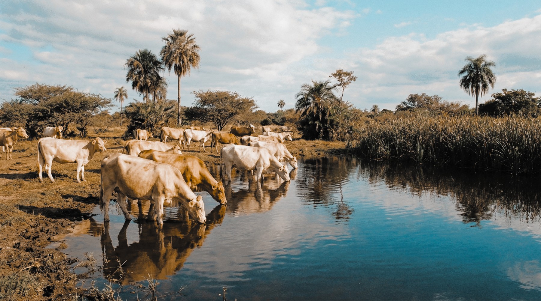 Bode bringt Investoren nach Paraguay: Rinder als Kapitalanlage