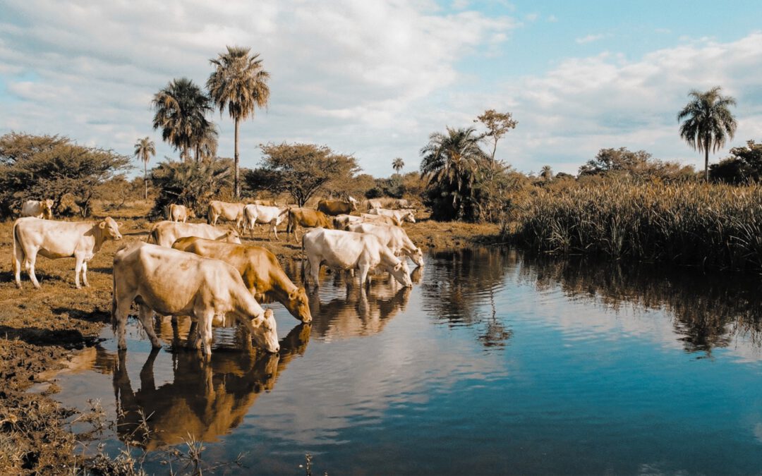 Bode bringt Investoren nach Paraguay: Rinder als Kapitalanlage