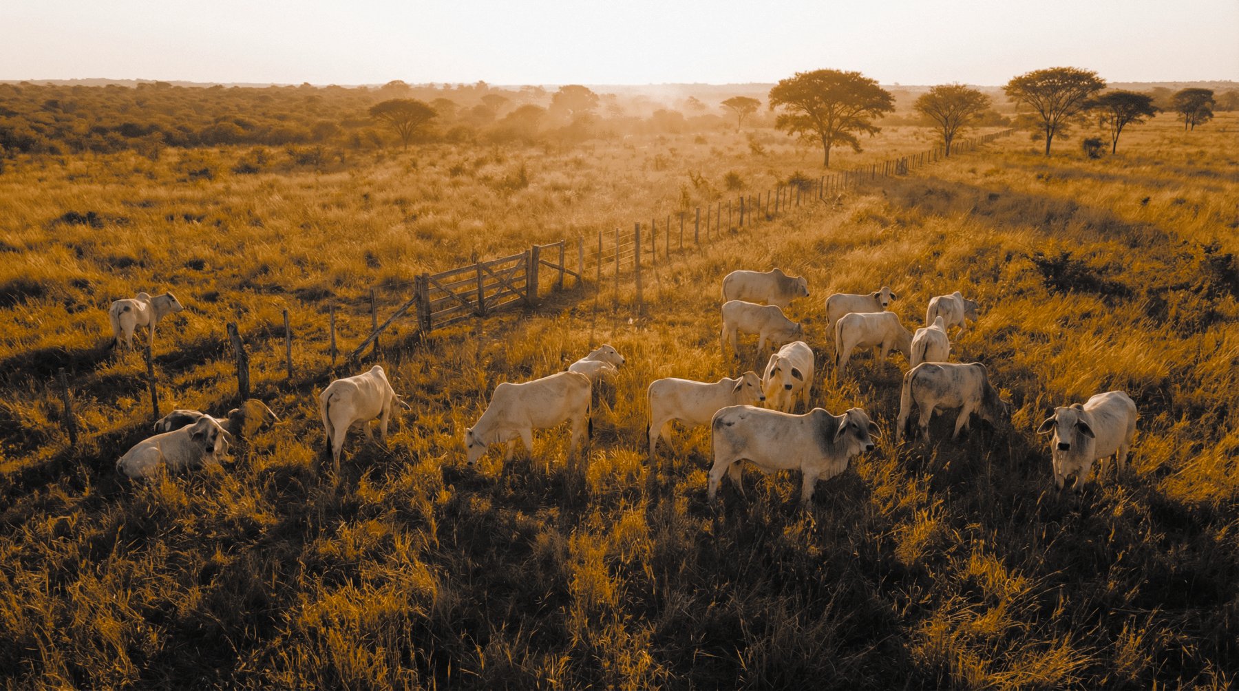Investitionen in Rinderfarmen: Unentdeckter Markt mit hohen Renditen durch Rohstoff Rindfleisch